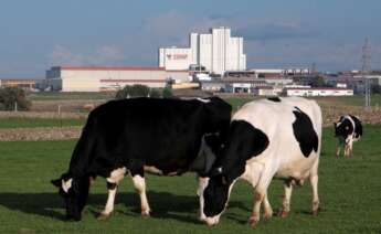 Vacas lecheras paciendo con la planta láctea de Covap al fondo. - COVAP