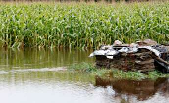 Un campo de maíz anegado por el desbordamiento del río Anllo, a 9 de octubre de 2024, en O Balado, Lugo