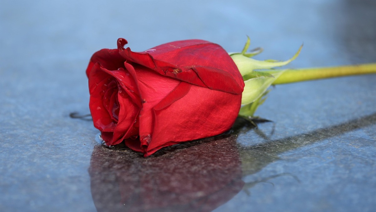 Una rosa roja tirada en el suelo