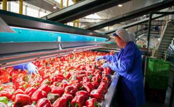 Pimientos cosechados por la Cooperativa Vicasol en Almería, Andalucía.