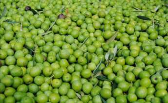 Aceituna de mesa. Foto: Asaja