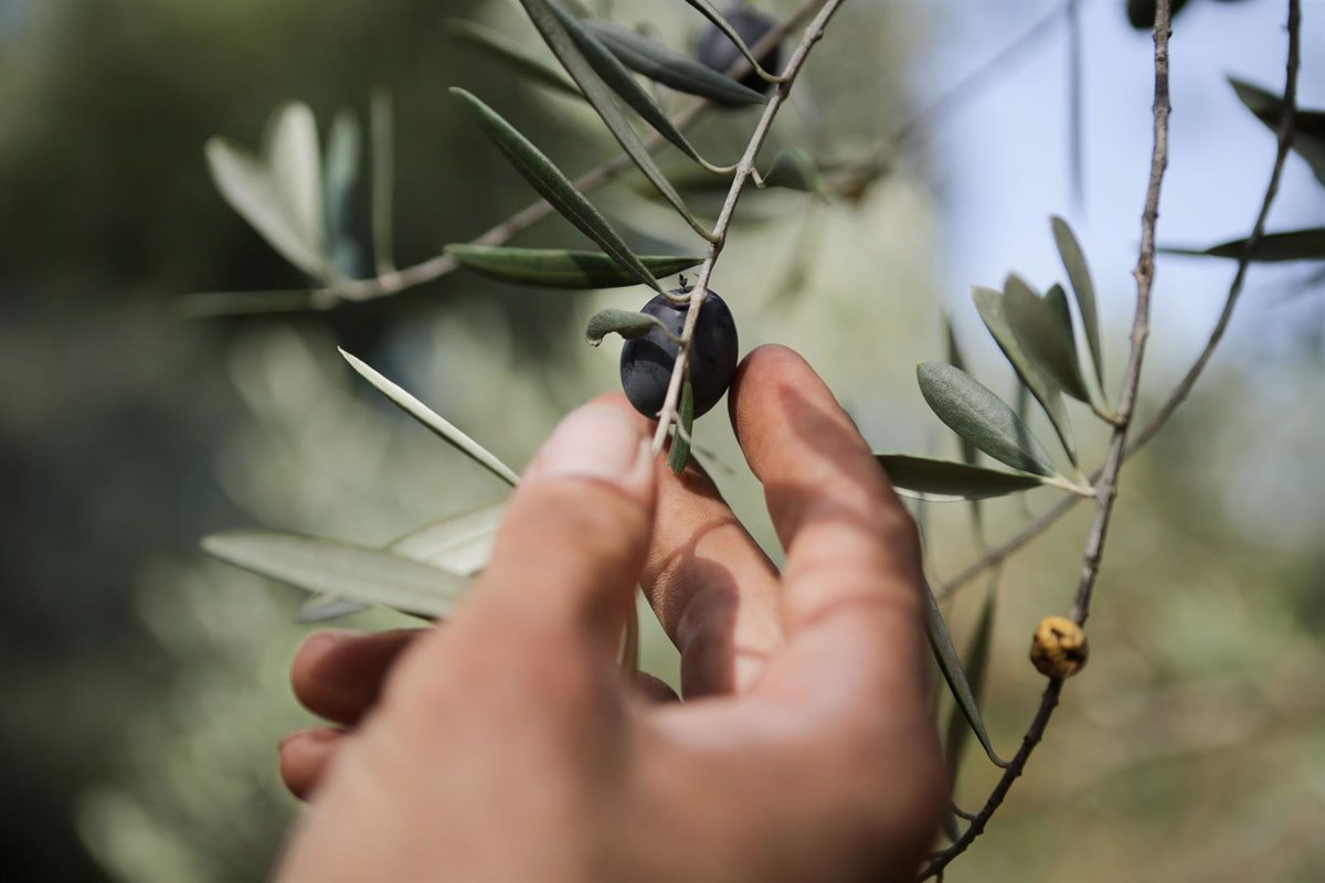 Un hombre coge una aceituna de una rama de un olivo.