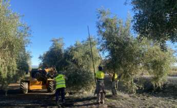 Obreros recogen la oliva en Antequera (Málaga).