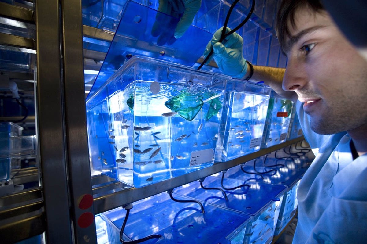 Peces cebra utilizados en las pruebas farmacológicas de Biobide, empresa de la matriz del grupo Biat en San Sebastián.